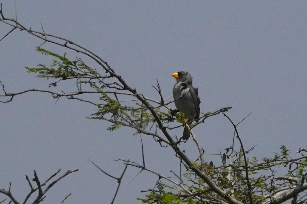 Cinereous Finch - ML646873126