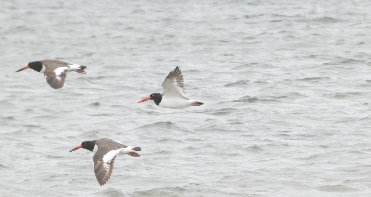 Huîtrier d'Amérique - ML646873127