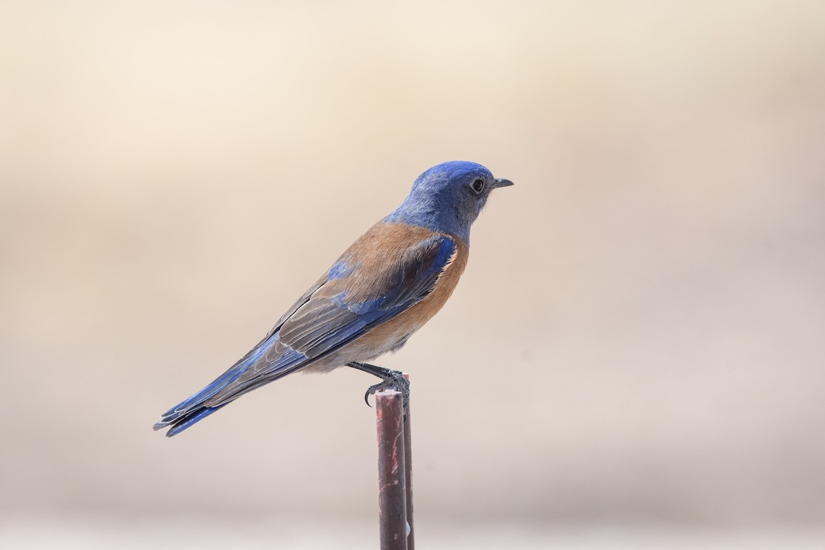 Western Bluebird - ML646873160