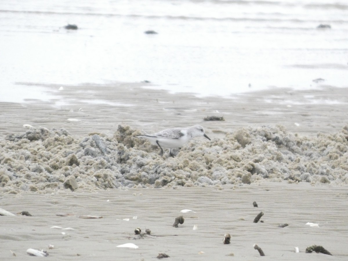 Sanderling - ML646873162