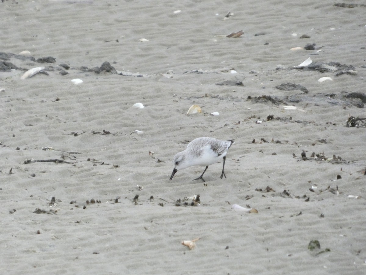 Sanderling - ML646873163