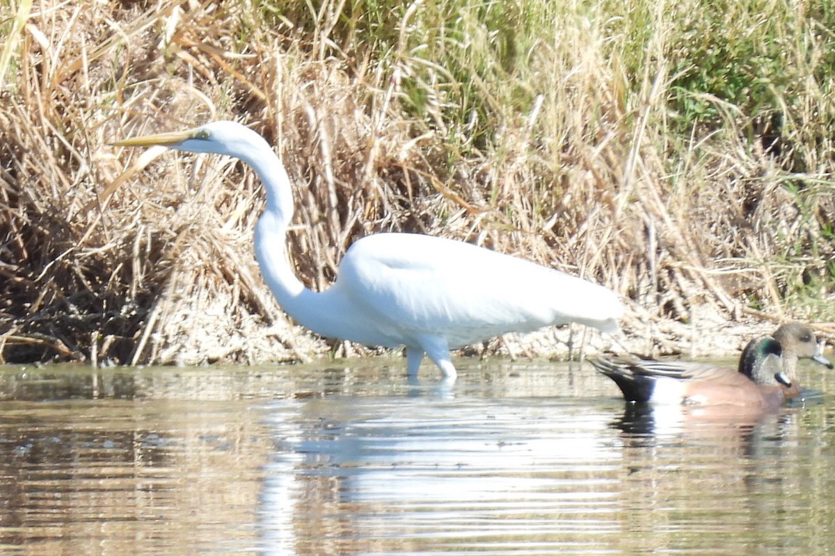 Чапля велика - ML646873164