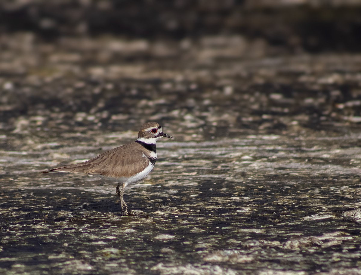 Killdeer - ML646873165