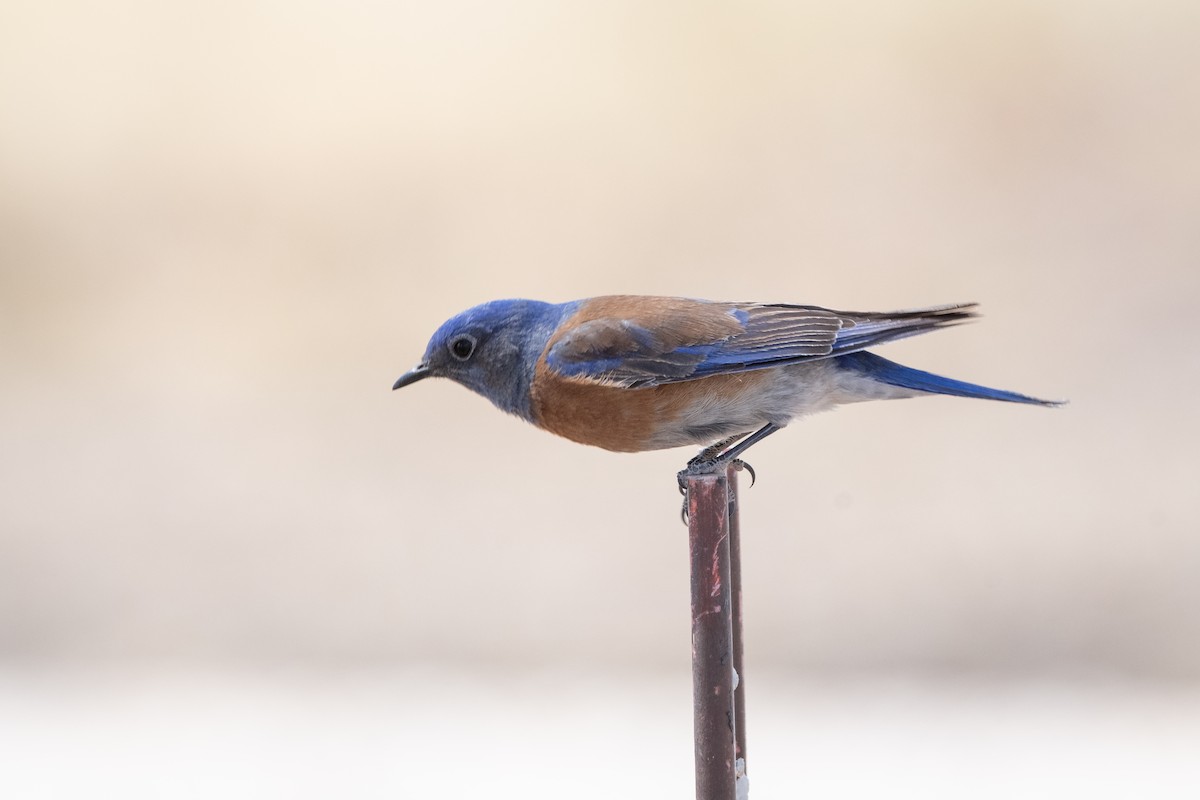 Western Bluebird - ML646873167