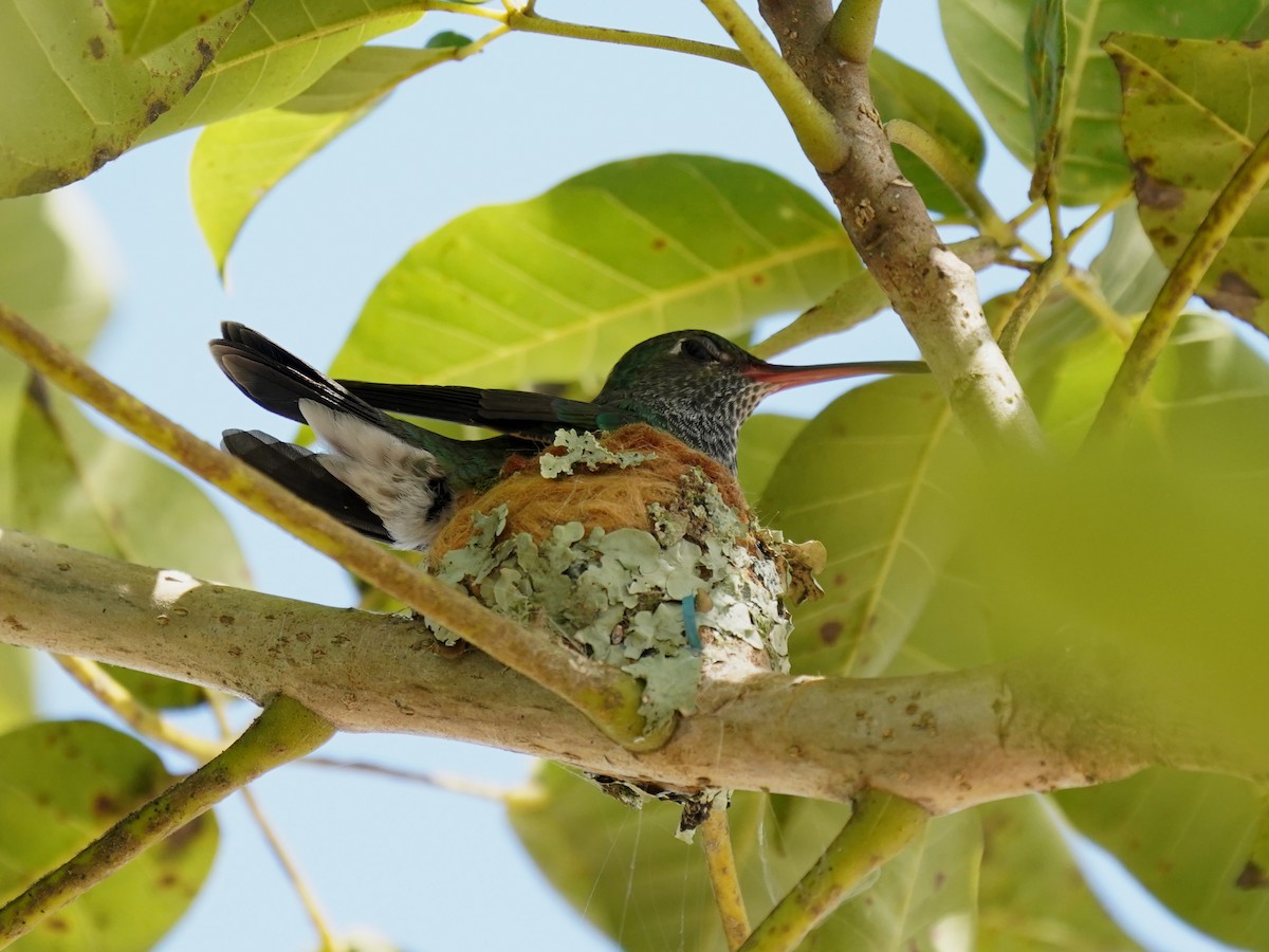 Glittering-throated Emerald - ML646873168