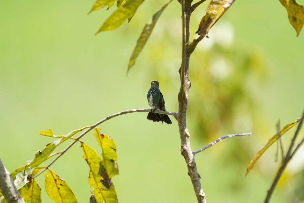 Glittering-throated Emerald - ML646873169