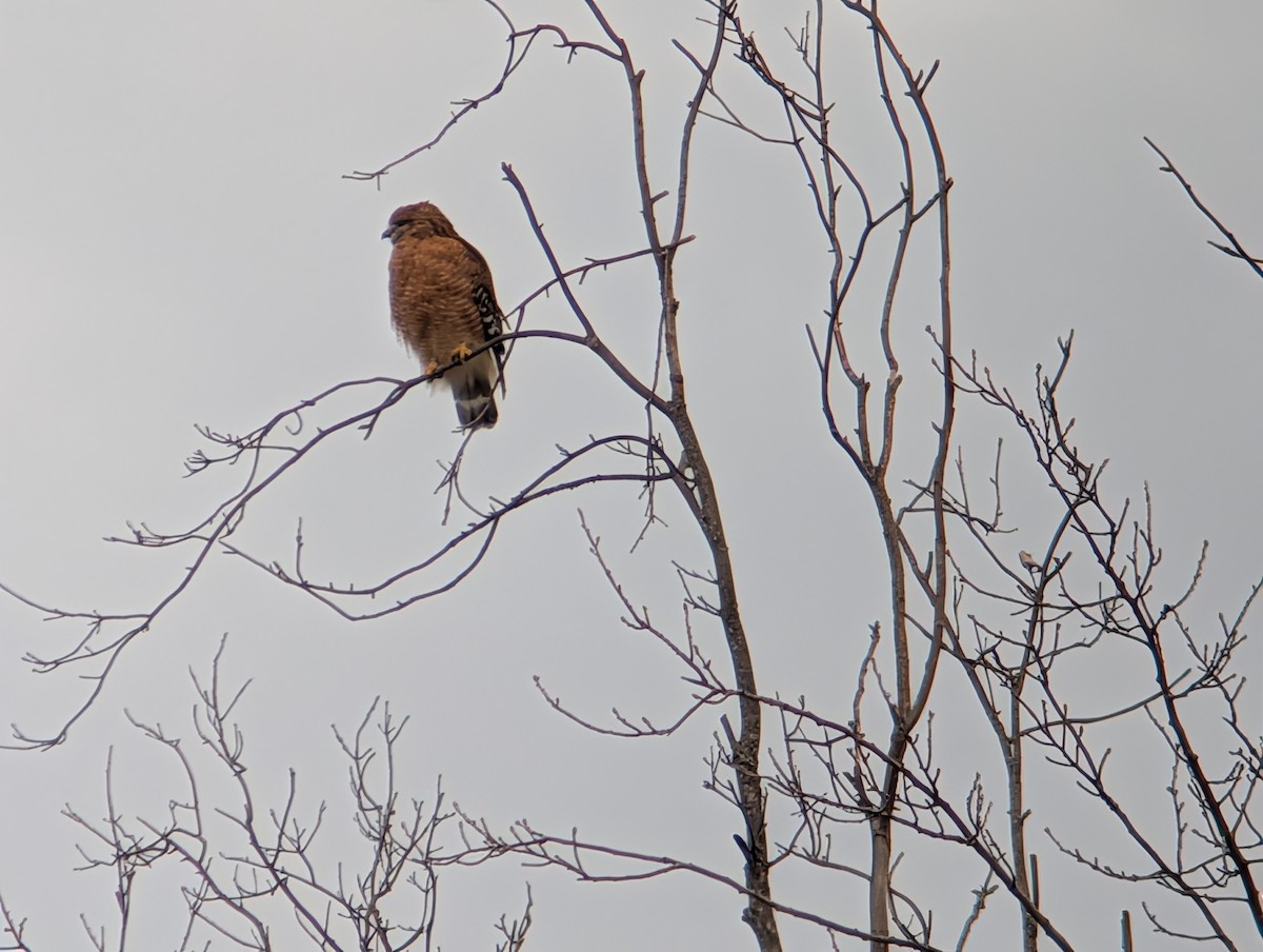 Red-shouldered Hawk - ML646873171