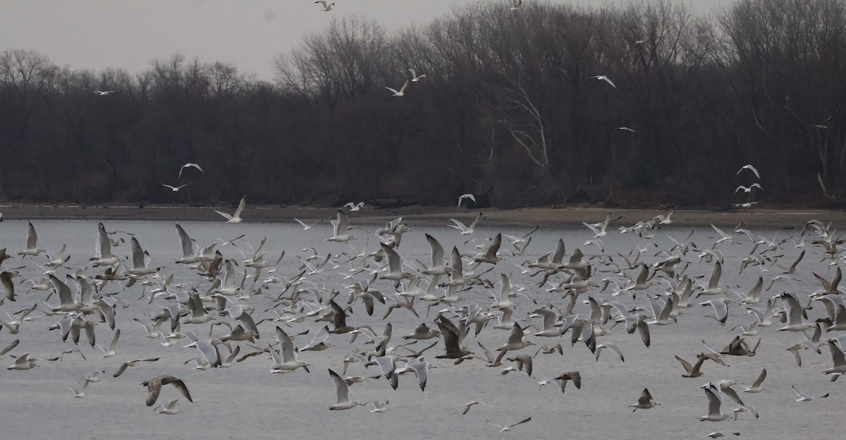 アメリカセグロカモメ - ML646873173