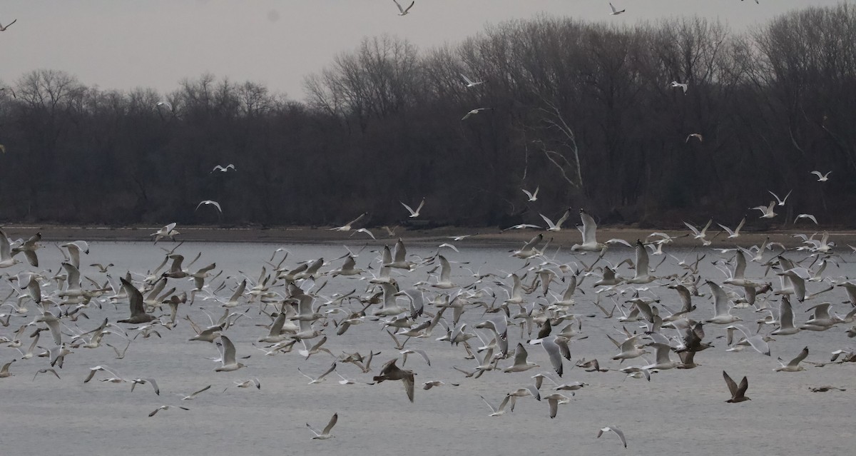 アメリカセグロカモメ - ML646873174