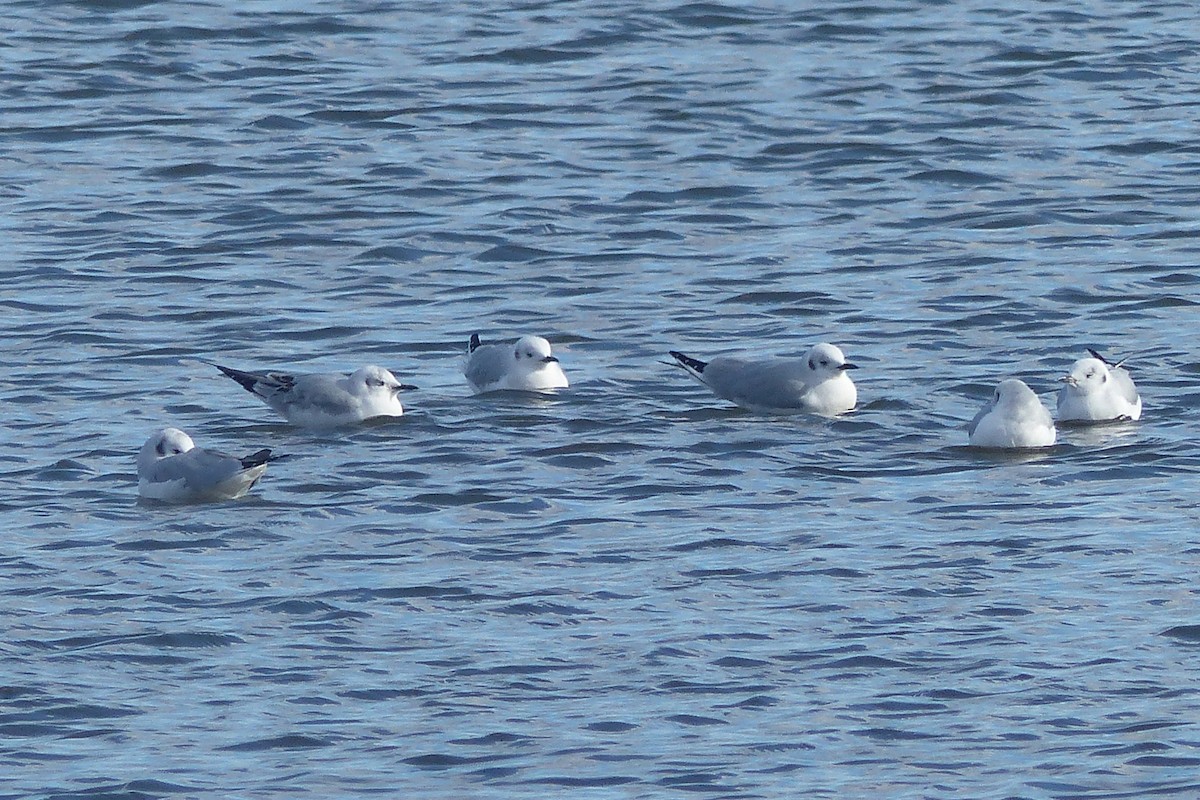 Bonaparte's Gull - ML646873175