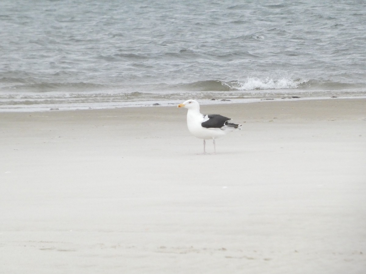 Great Black-backed Gull - ML646873177