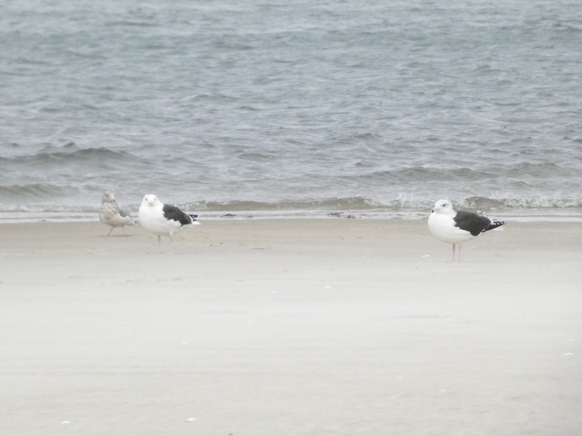 Great Black-backed Gull - ML646873178