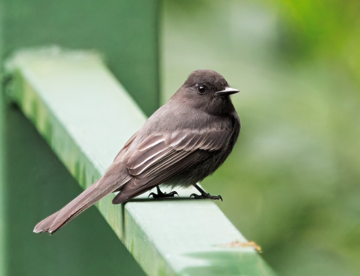 Schwarzkopf-Phoebetyrann - ML646873179