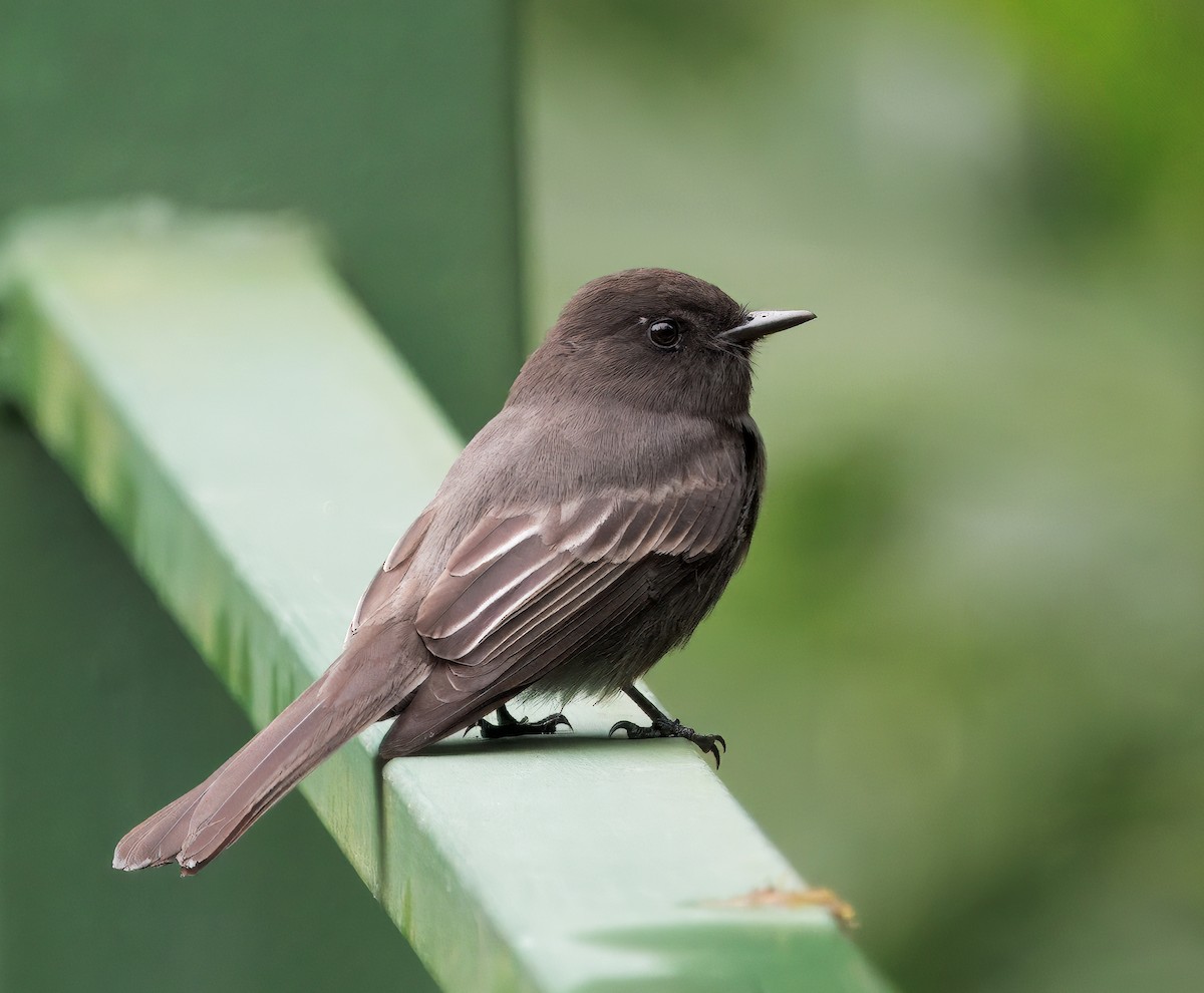 Schwarzkopf-Phoebetyrann - ML646873180