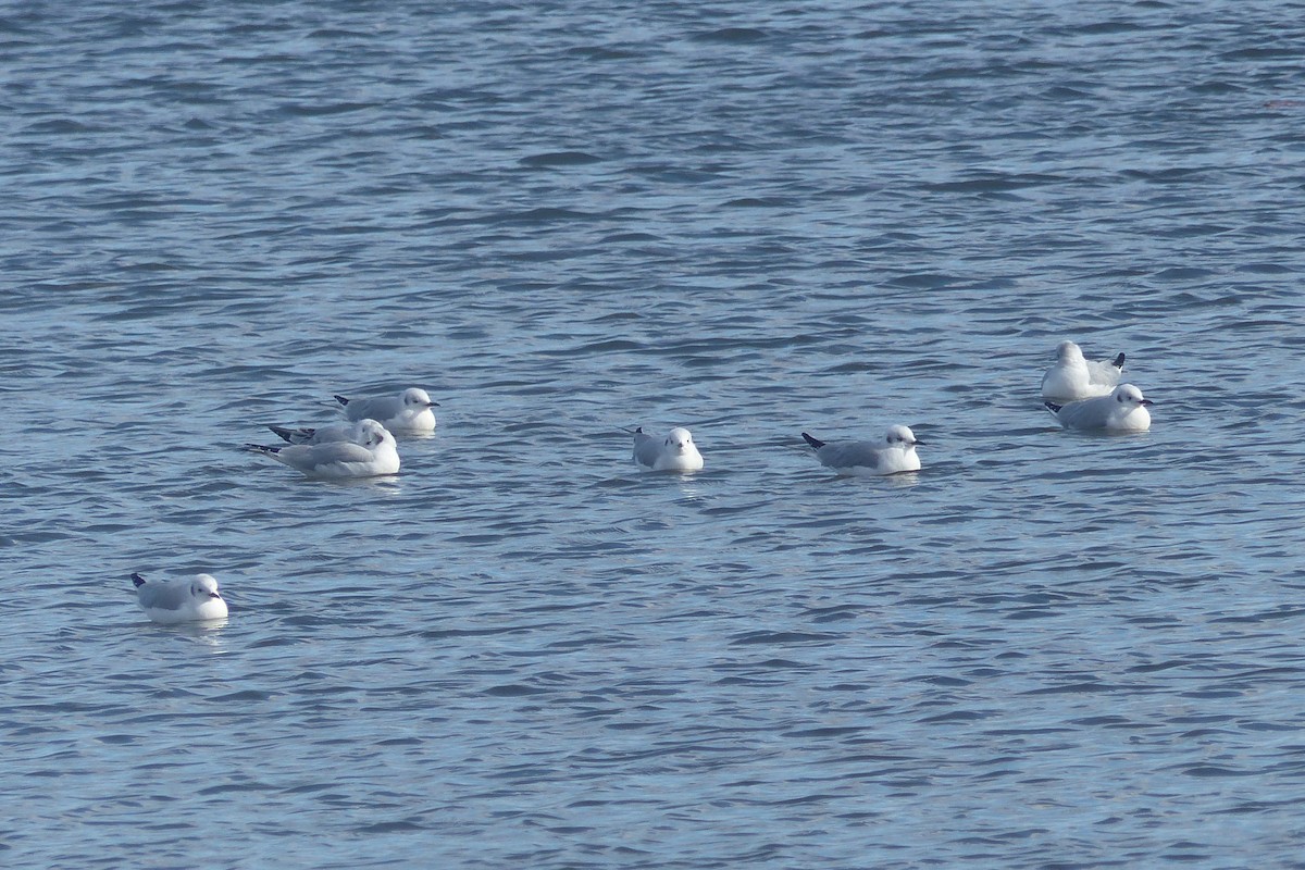 Bonaparte's Gull - ML646873181