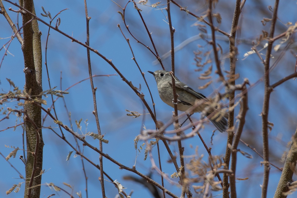 Ruby-crowned Kinglet - ML646873187