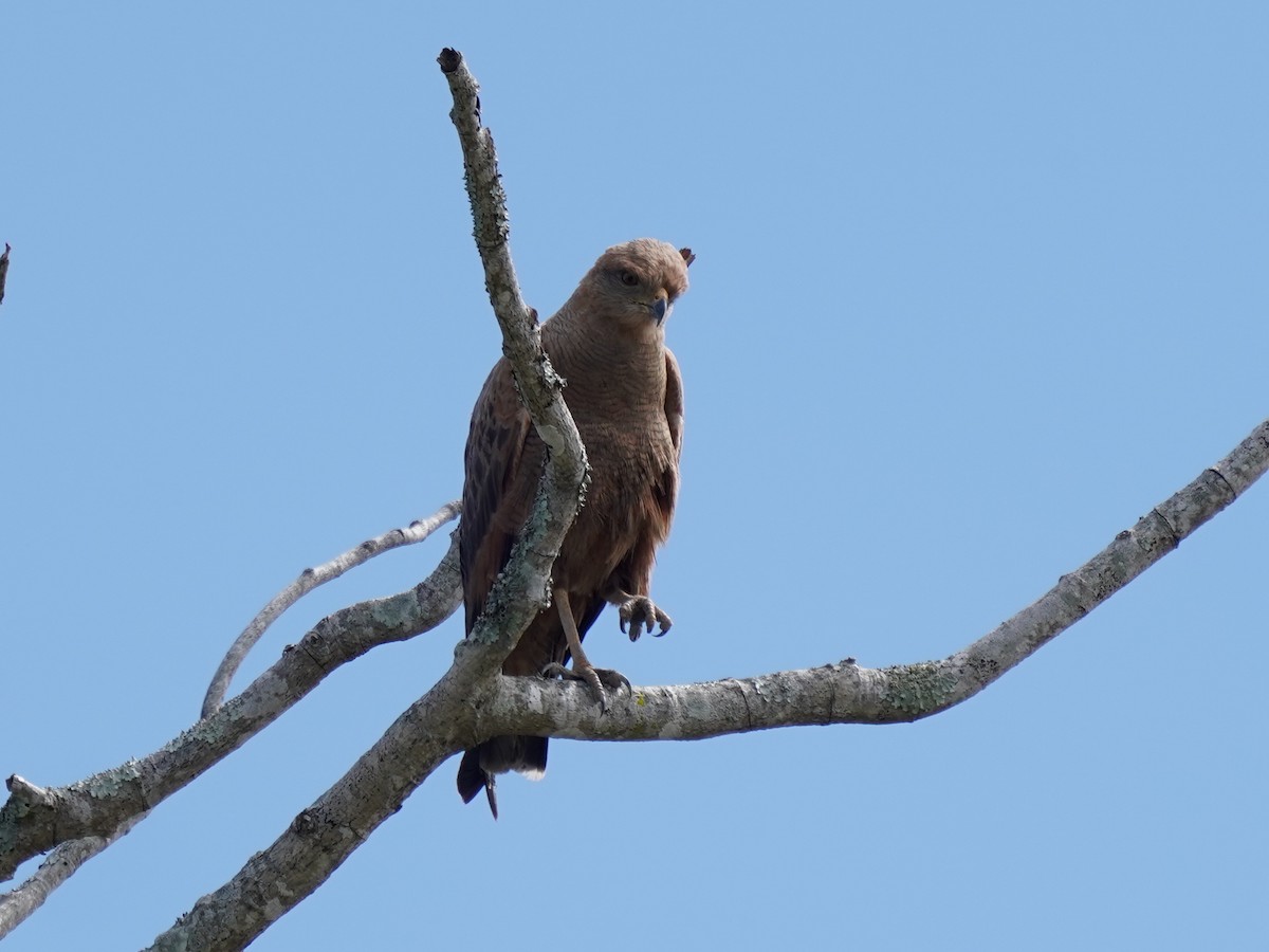 Savanna Hawk - ML646873188