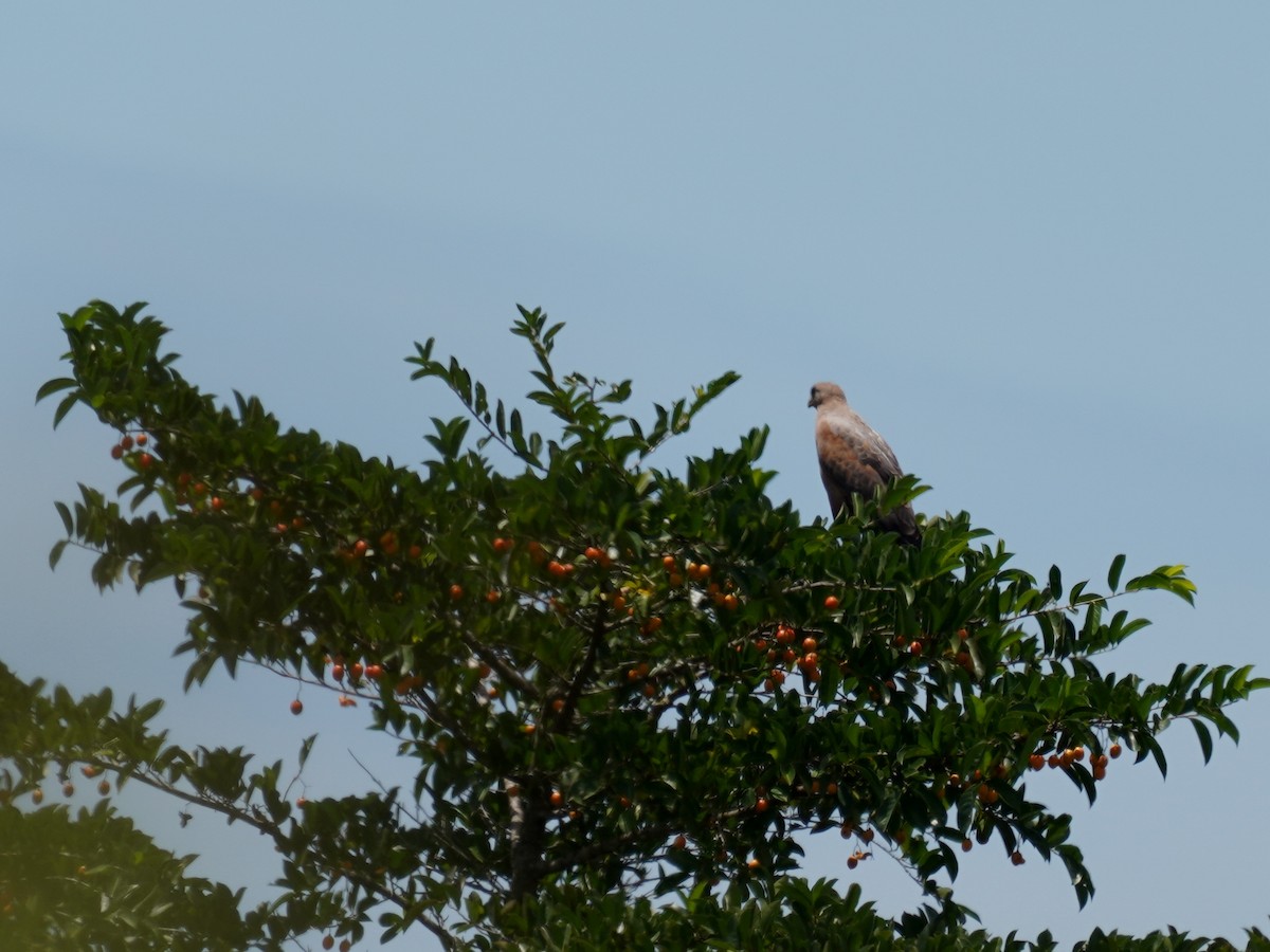 Savanna Hawk - ML646873189