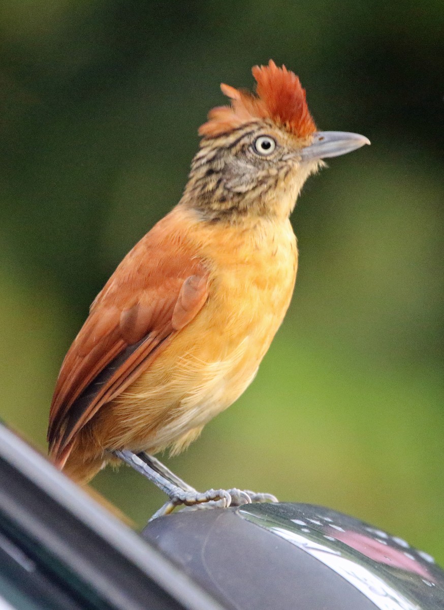 シマアリモズ - ML646873190