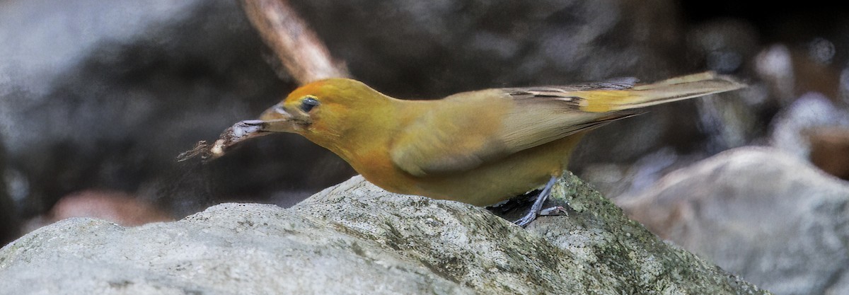 Zinnoberkardinal - ML646873191