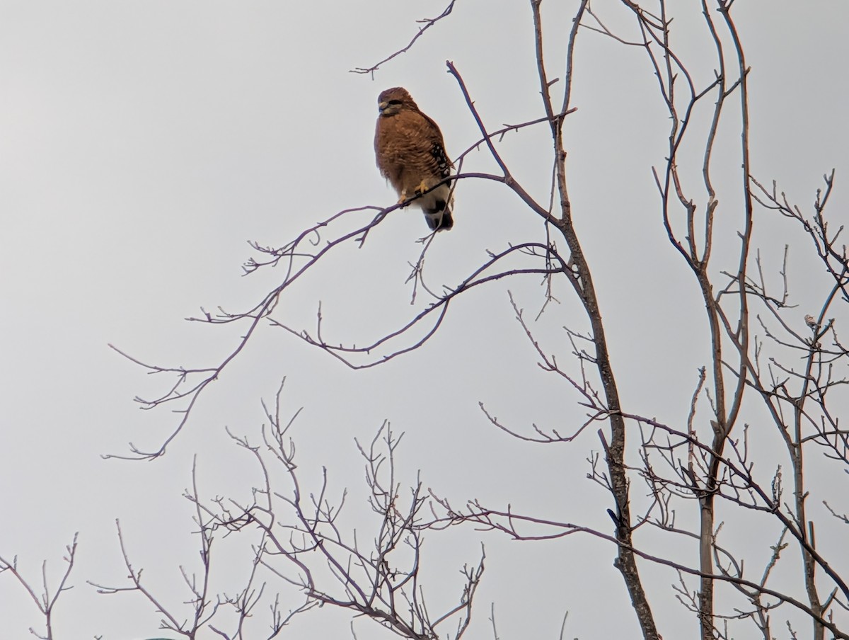 Red-shouldered Hawk - ML646873193