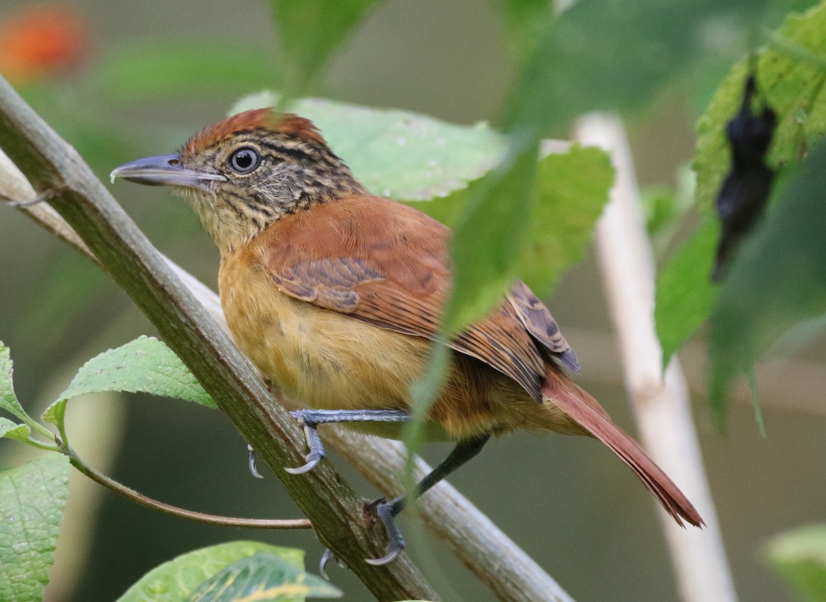 シマアリモズ - ML646873194