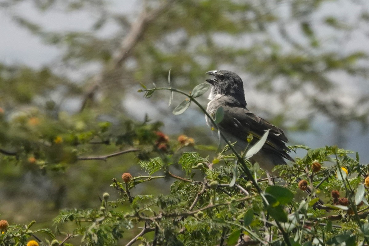 Streaked Saltator - ML646873196