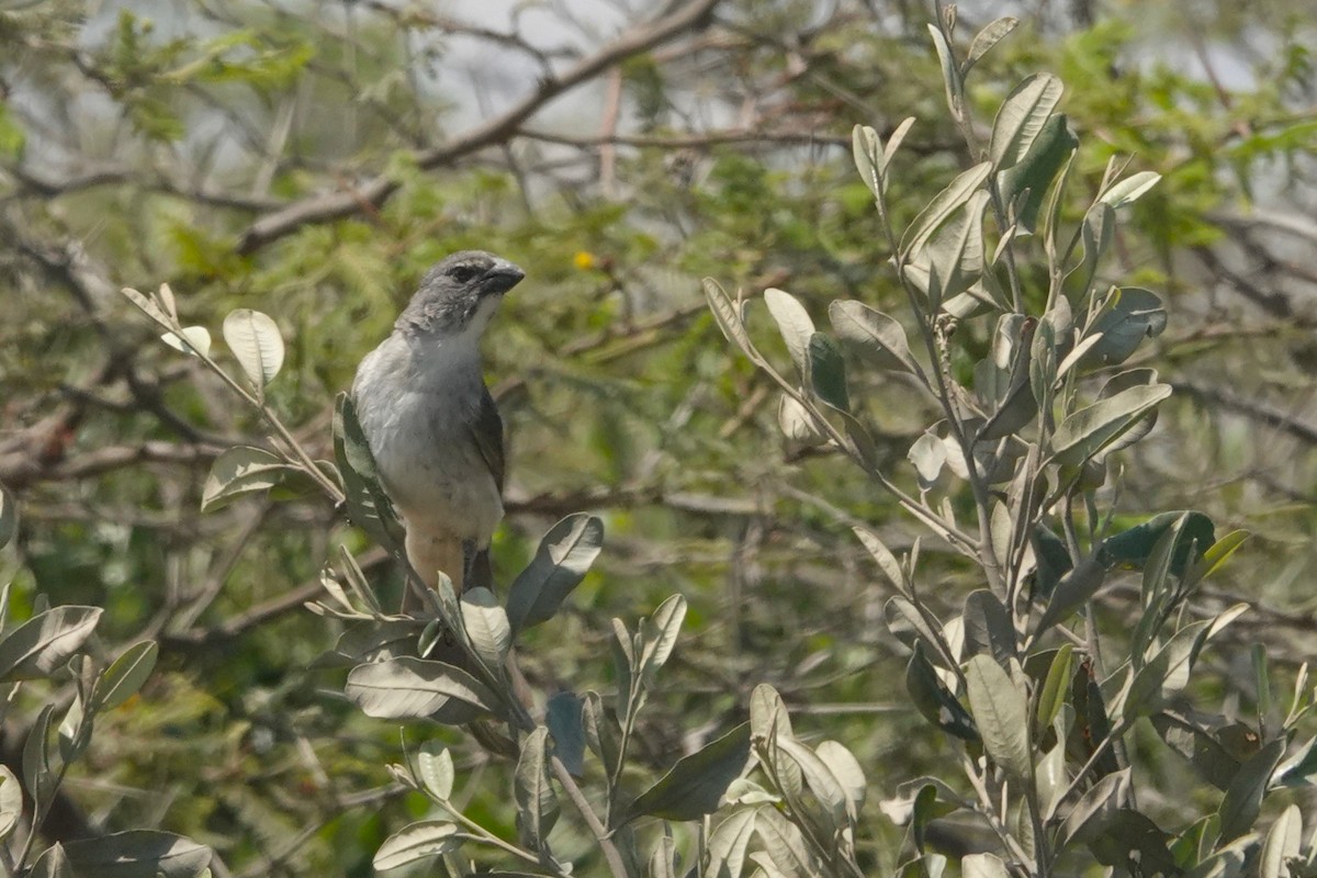 Streaked Saltator - ML646873197