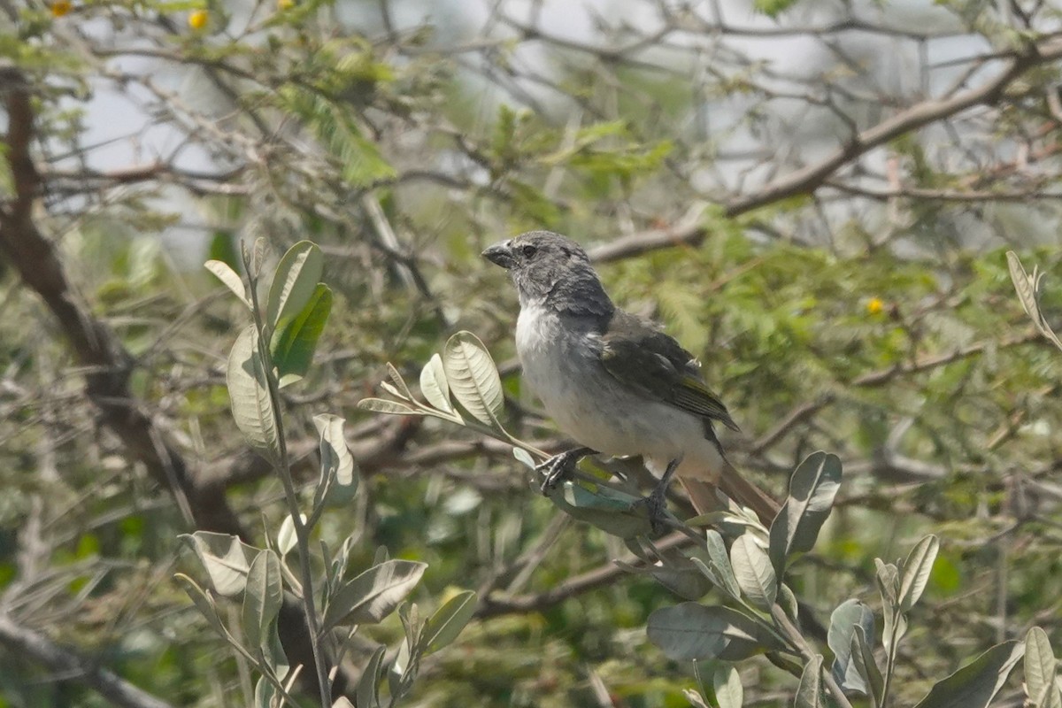 Streaked Saltator - ML646873199