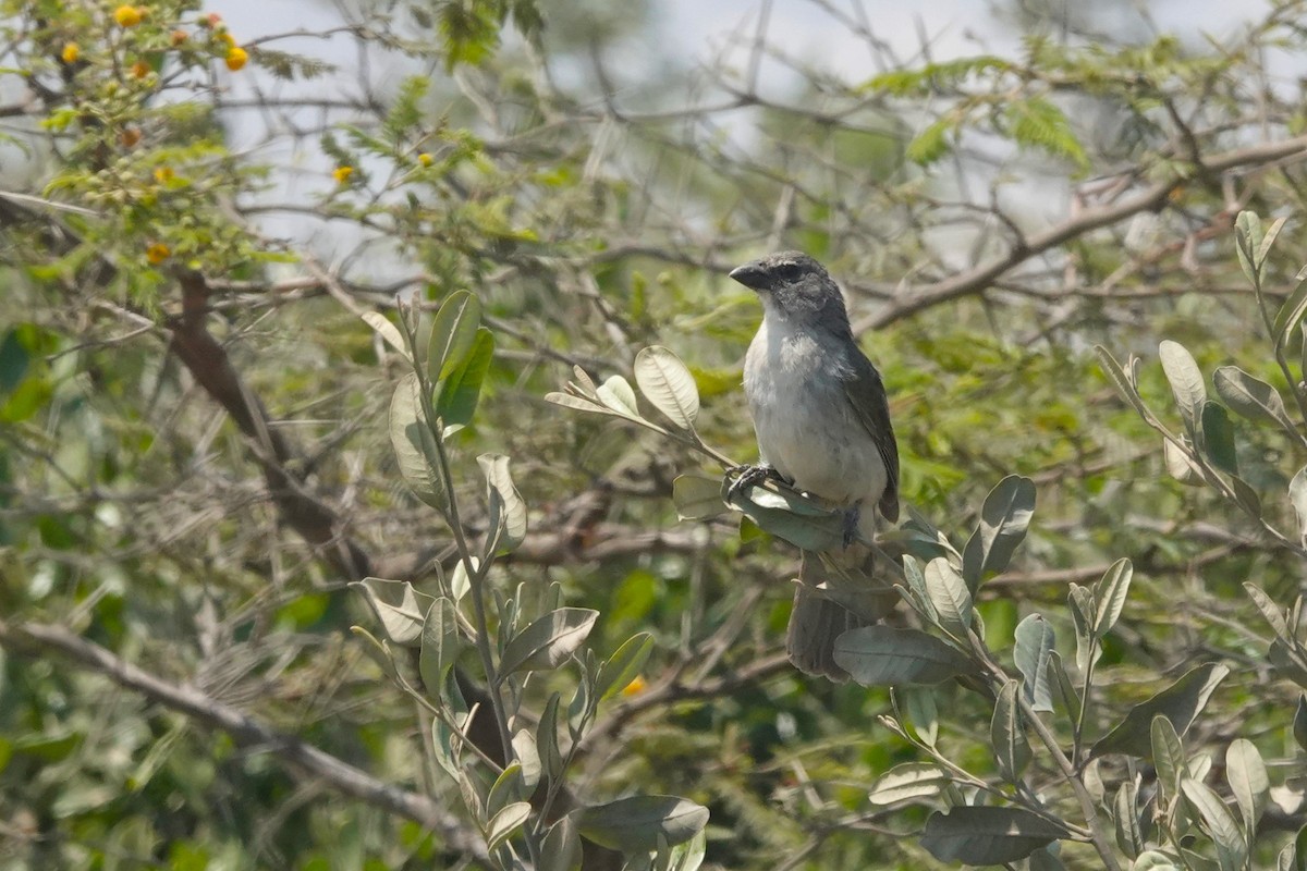 Streaked Saltator - ML646873200