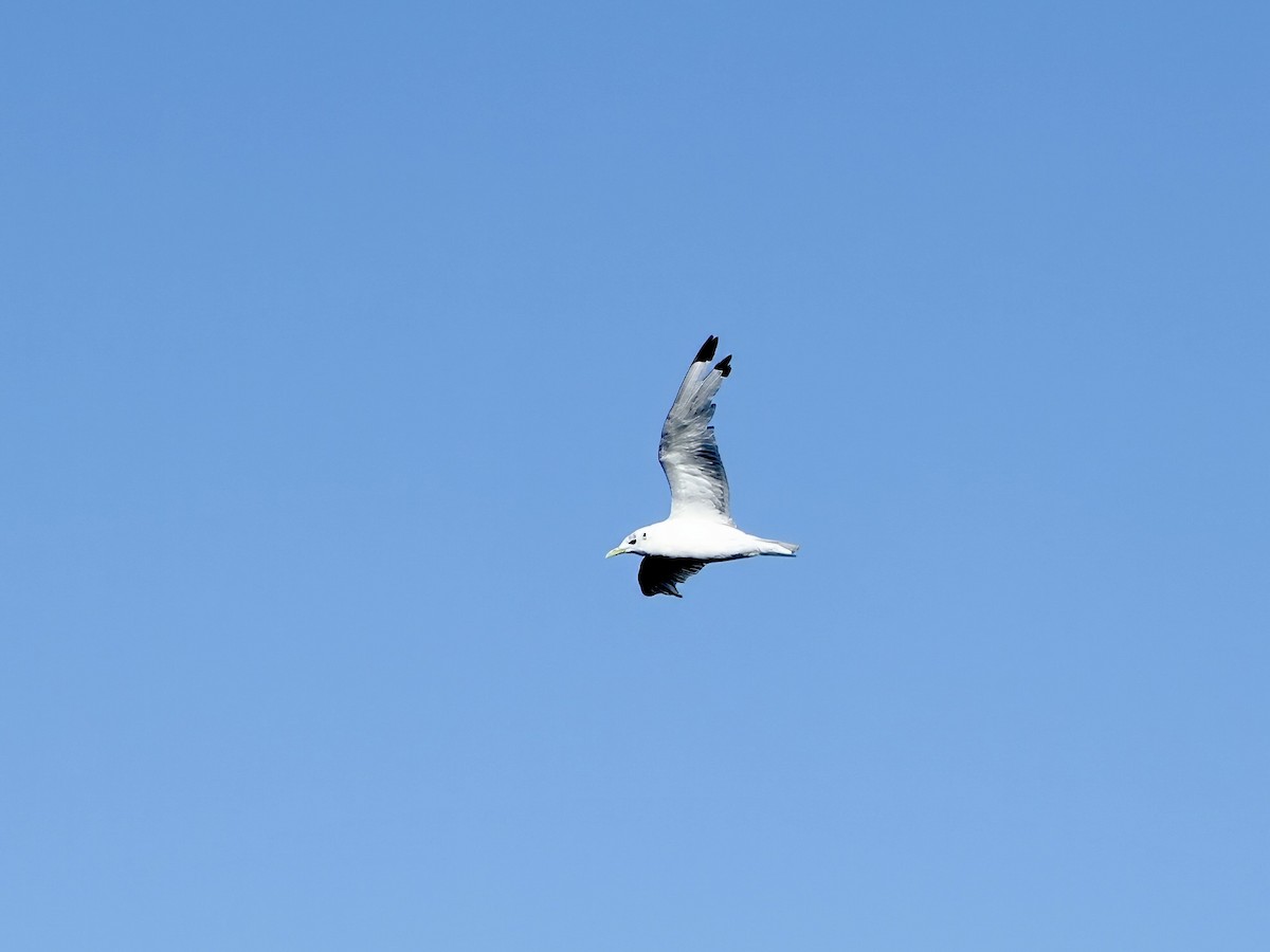 Black-legged Kittiwake - ML646873207