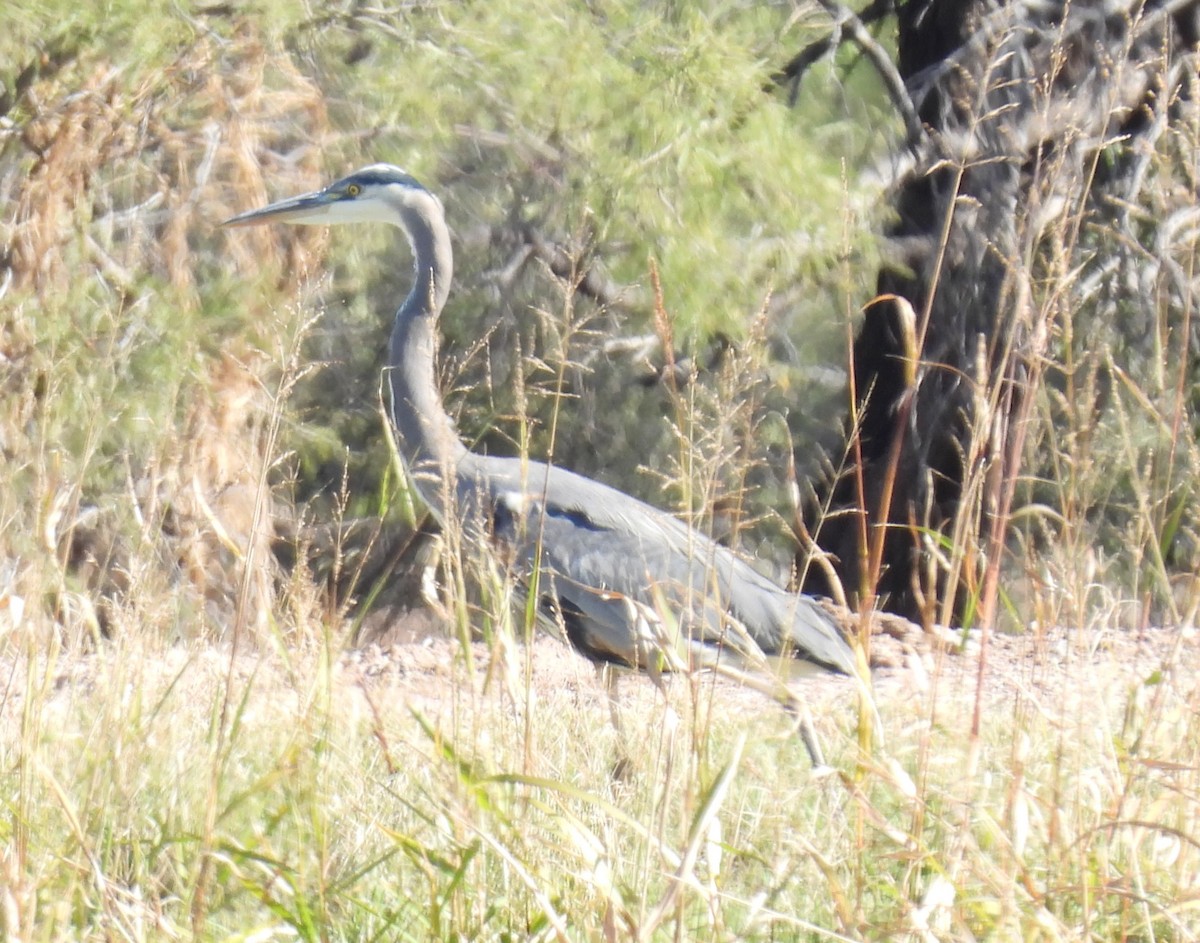 Чапля північна - ML646873210