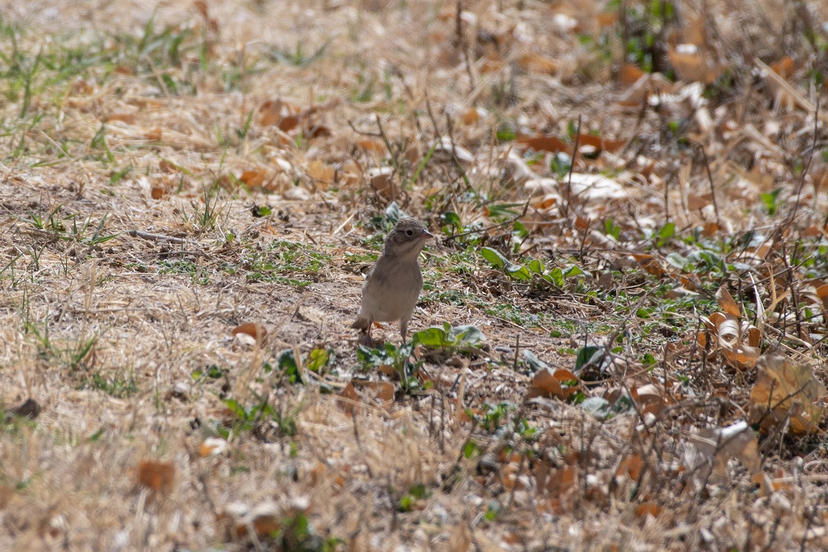 new world sparrow sp. - ML646873213
