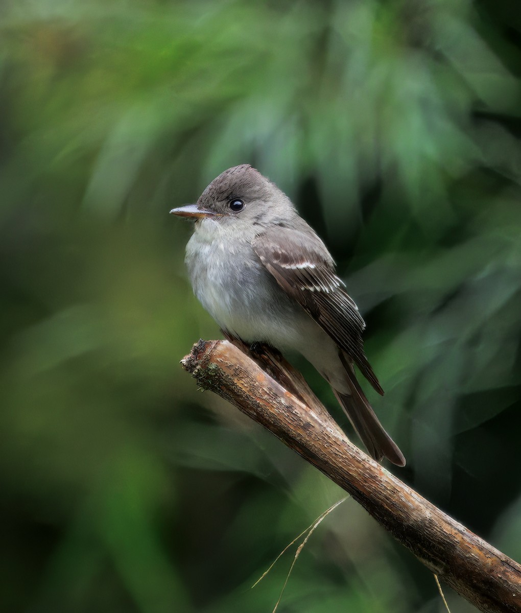 Hellbauch-Schnäppertyrann - ML646873214