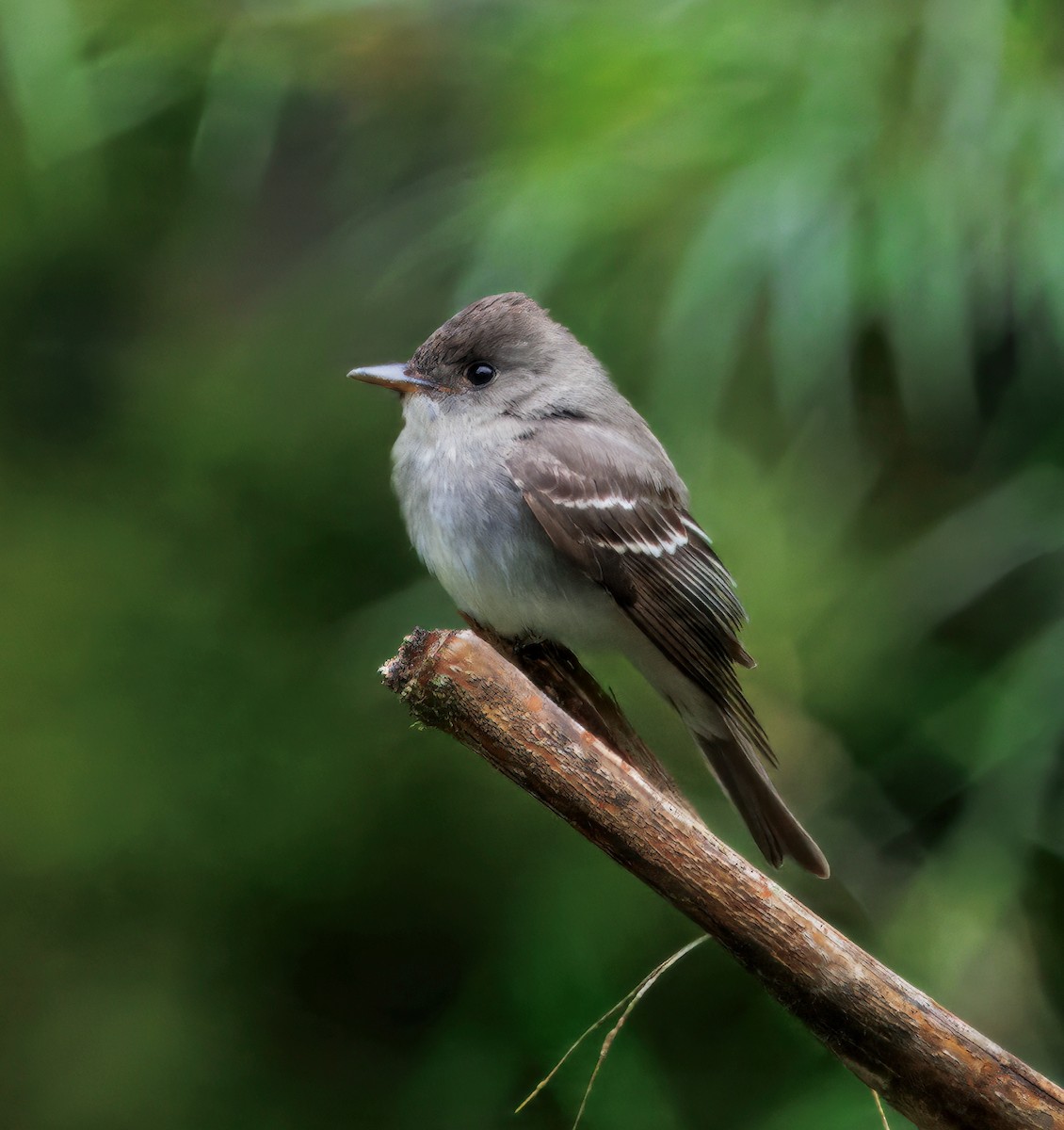 Hellbauch-Schnäppertyrann - ML646873215