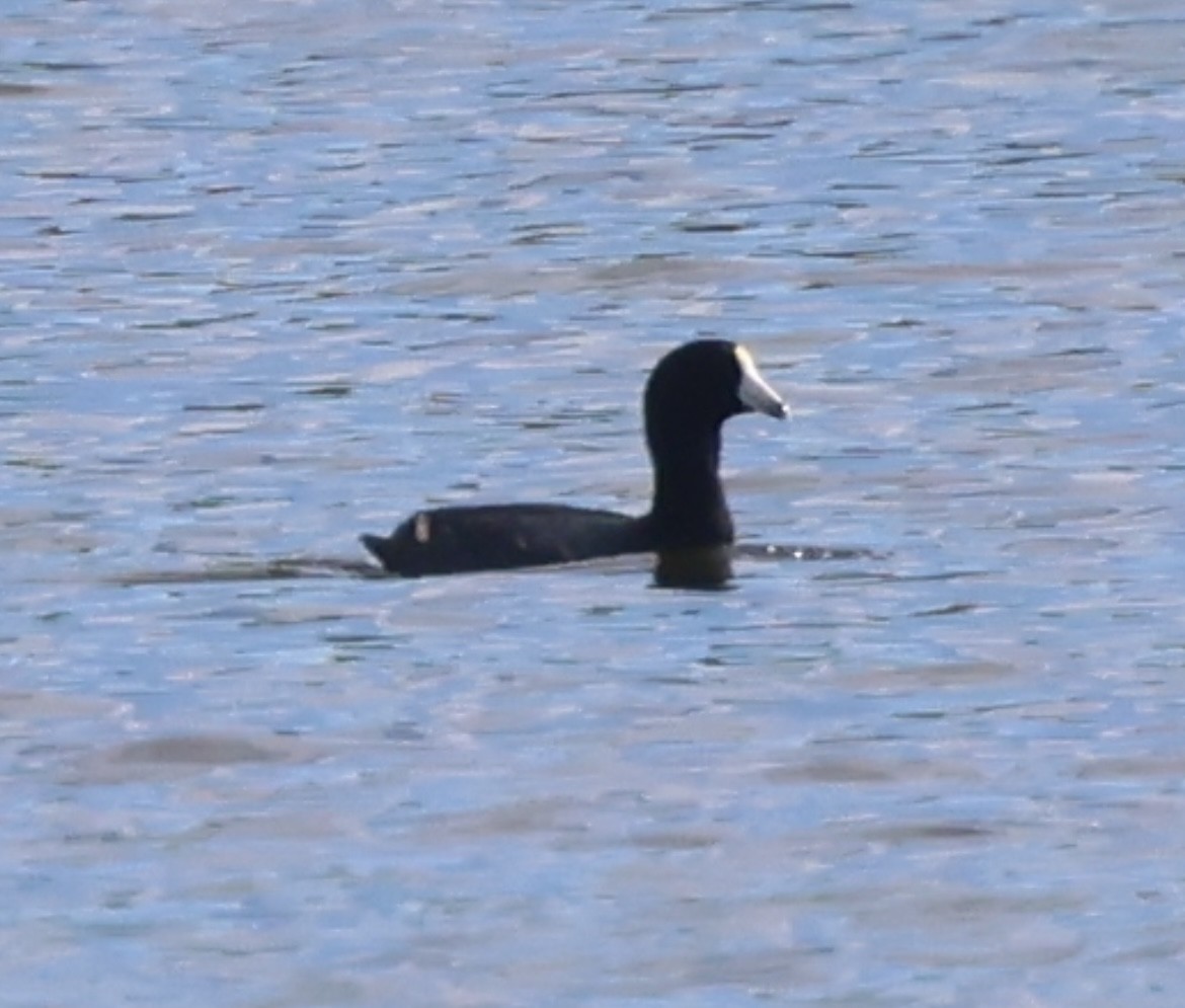 Лиска американська - ML646873216