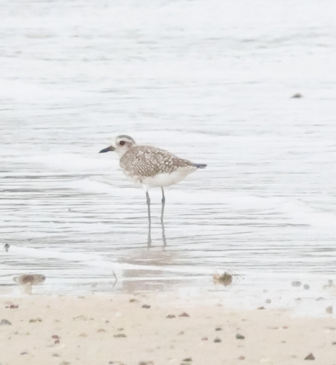 חופזי מנומר - ML646873217