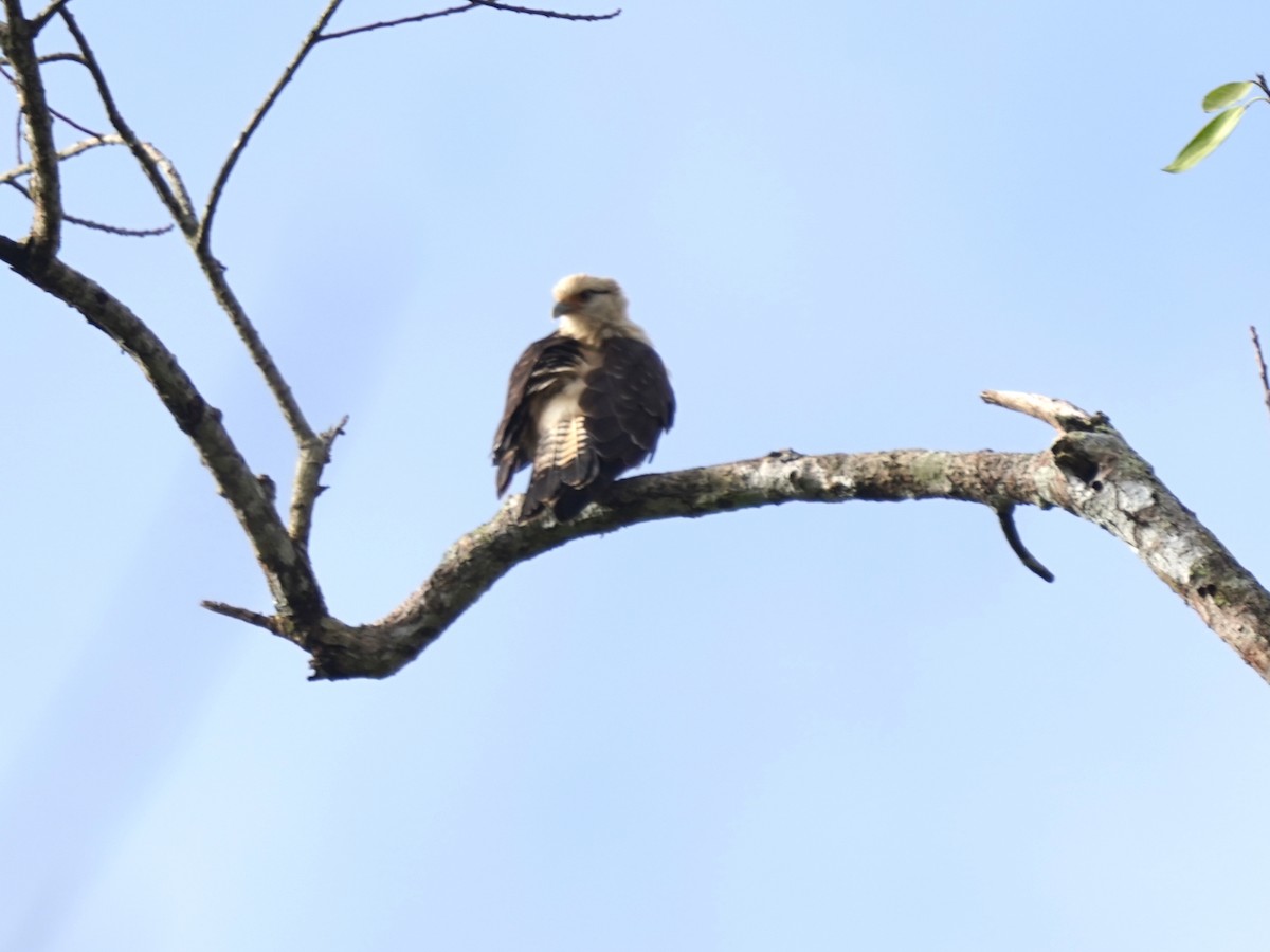 Sarı Başlı Karakara - ML646873218