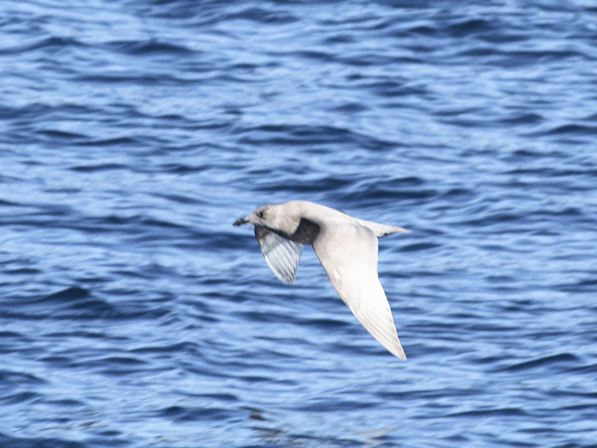 Gaviota de Bering - ML646873221