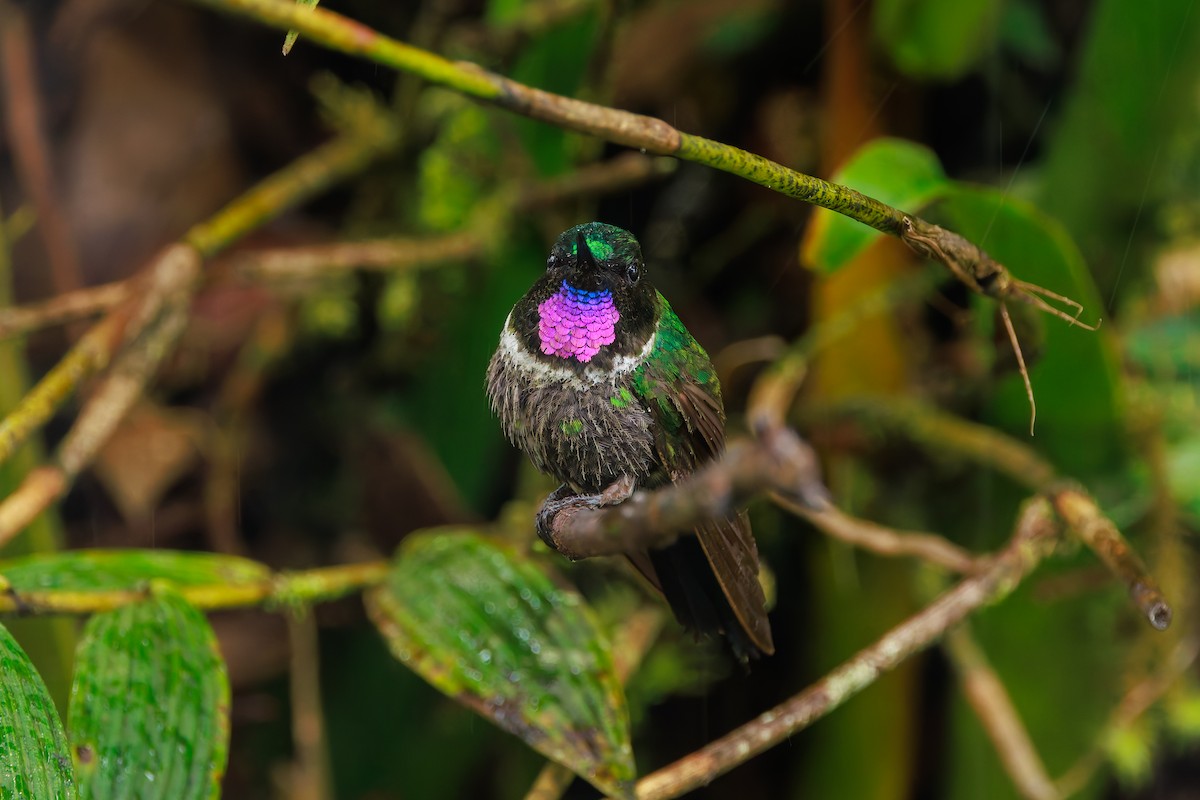 Longuemare's Sunangel - ML646873222