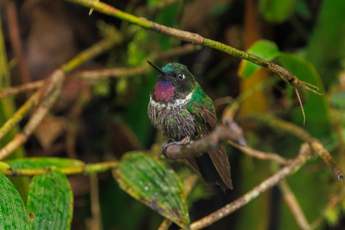 Longuemare's Sunangel - ML646873223