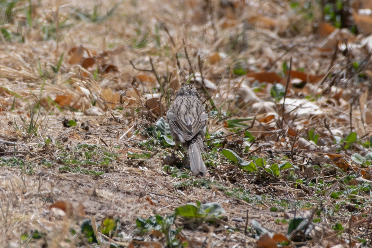new world sparrow sp. - ML646873225