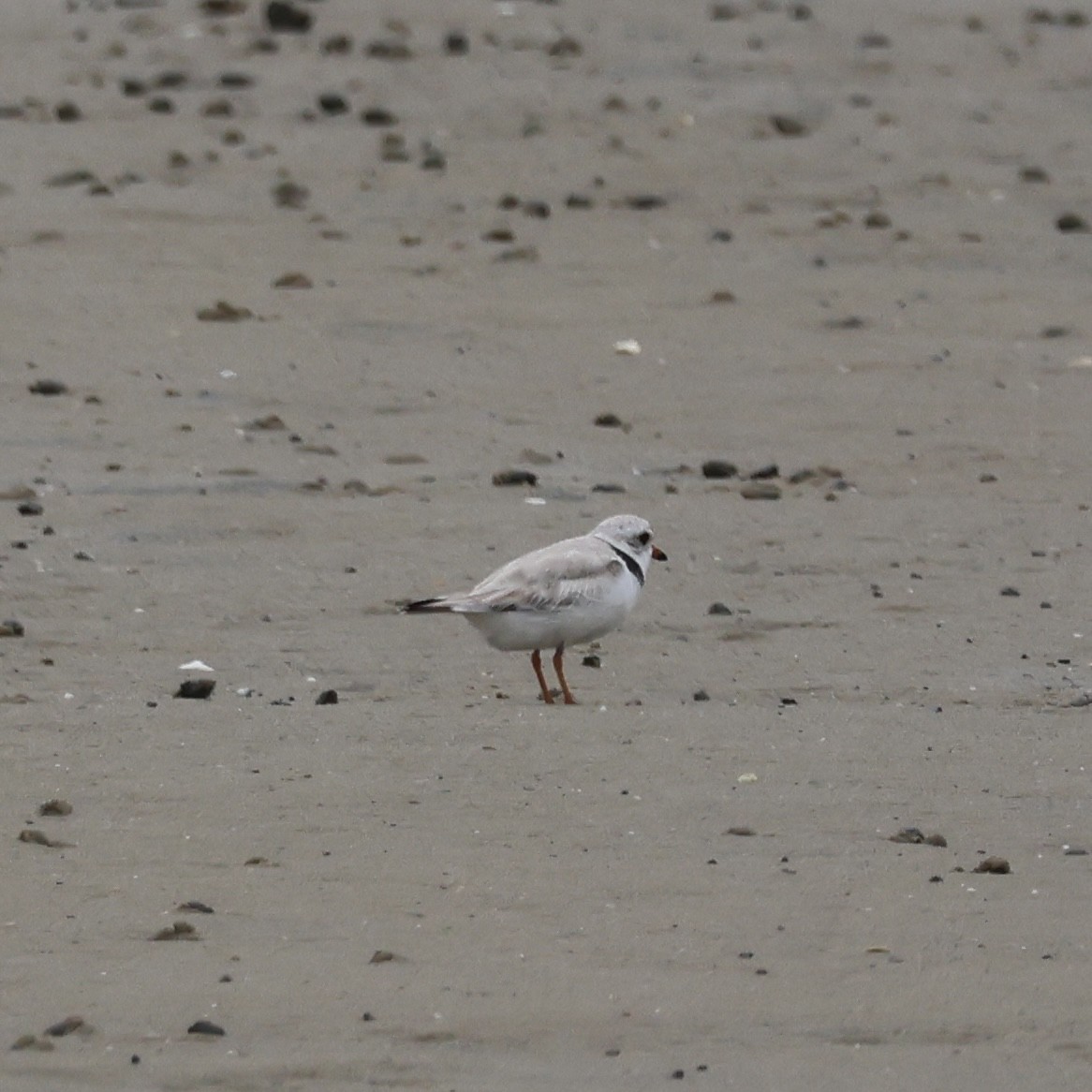 Пісочник жовтоногий - ML646873226