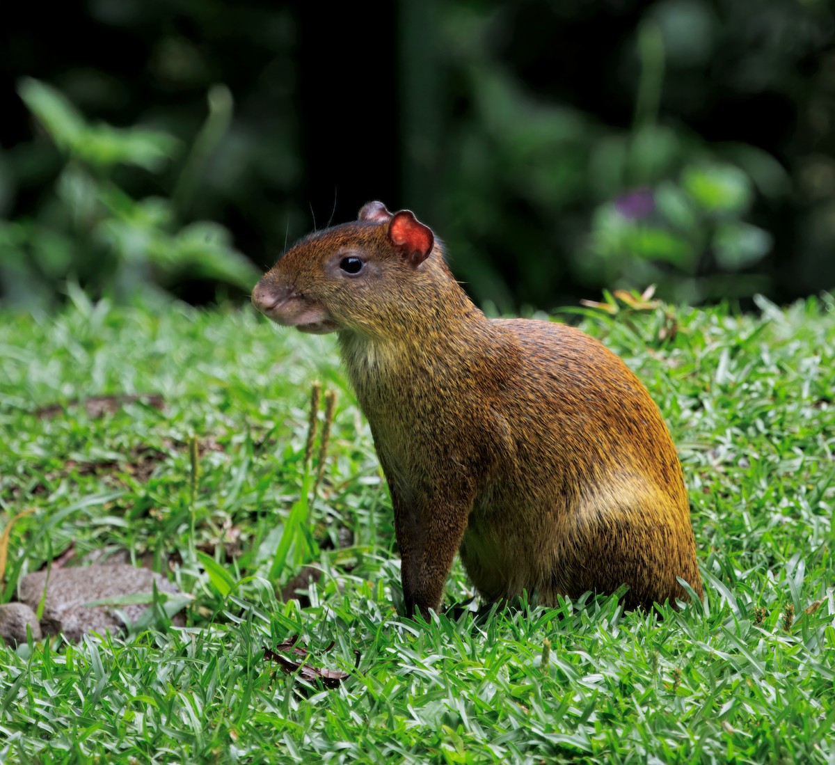 Mittelamerikanisches Aguti - ML646873230