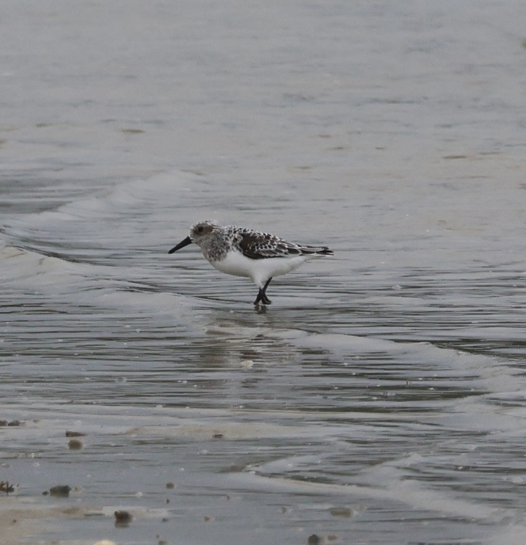 Sanderling - ML646873234