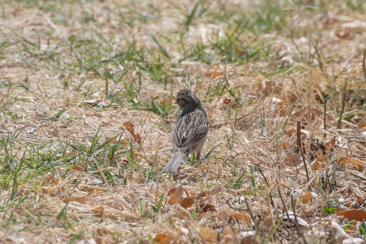 new world sparrow sp. - ML646873236