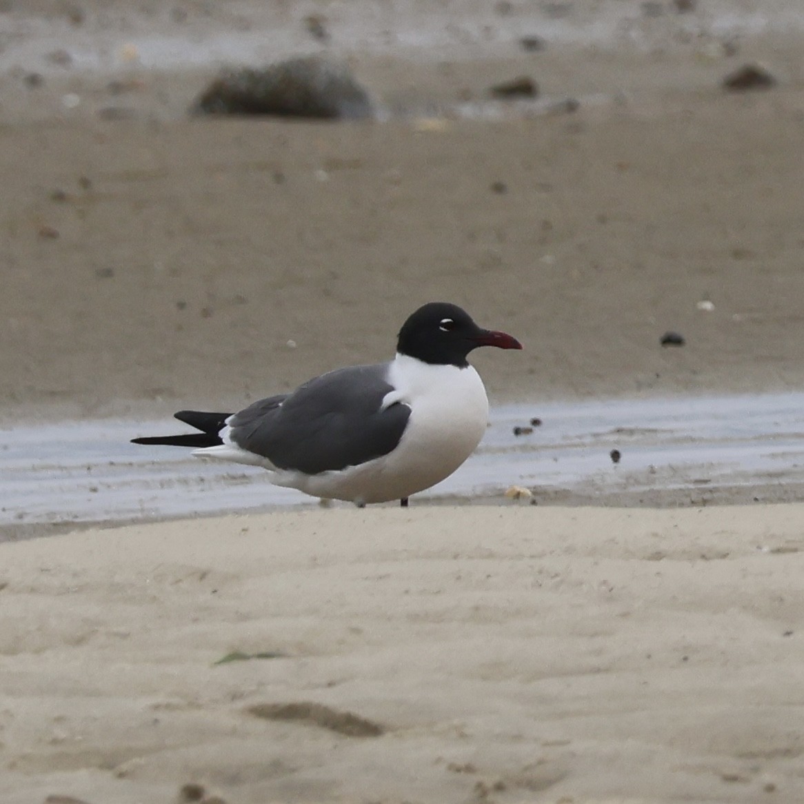 Мартин карибський - ML646873237