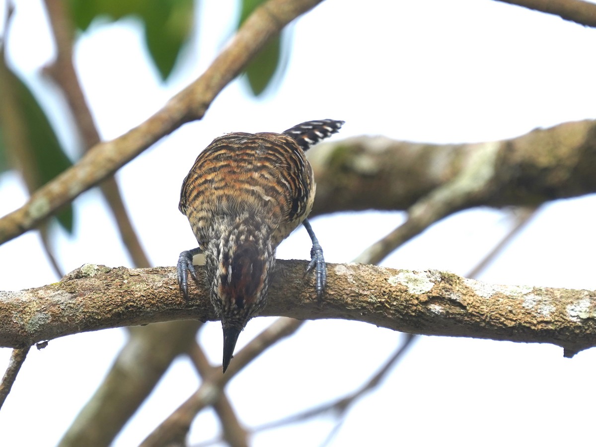 シマアリモズ - ML646873238