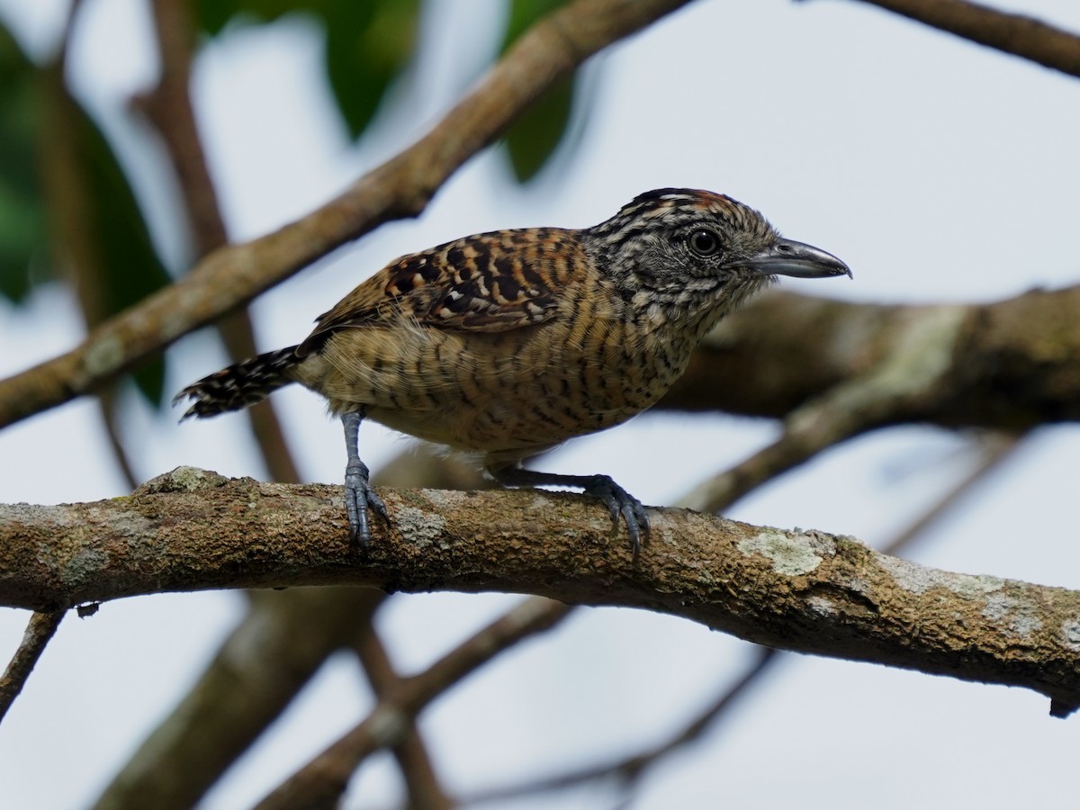 シマアリモズ - ML646873239