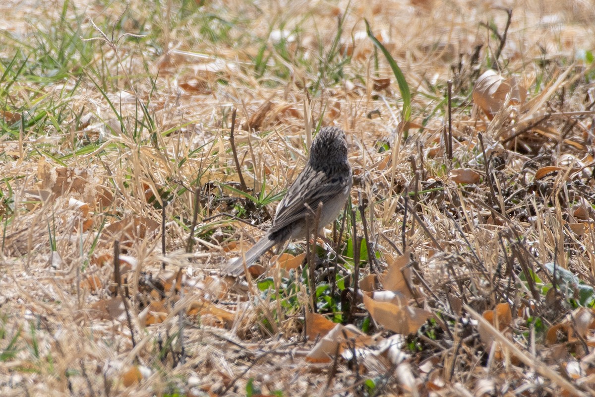 new world sparrow sp. - ML646873241